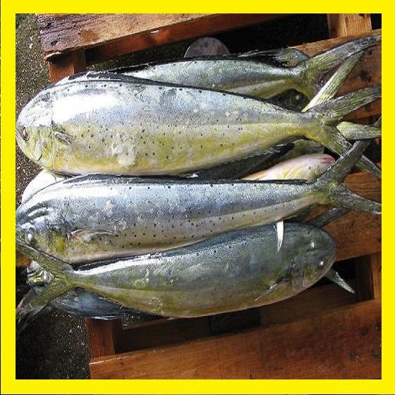 Delicious fresh caught Mahi Mahi fishes from Doof