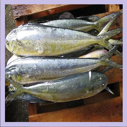 Fresh seawater Mahi Mahi from Doof, India.