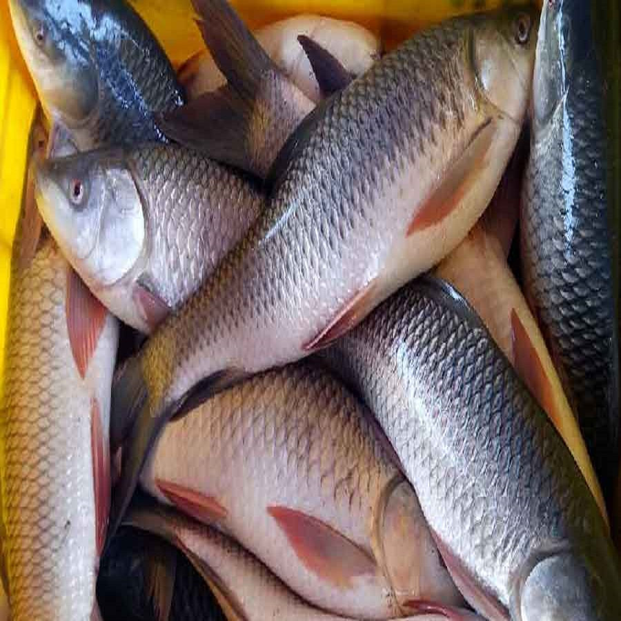 Rohu fish head, clean seafood. Order from Doof, Gandhidham