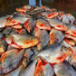 Fresh Roopchanda/Chinese pomfret ready to be prepared and sold by Doof