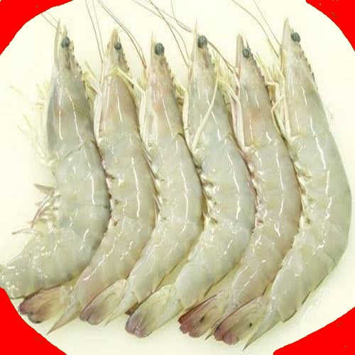 sea white prawns - Doof