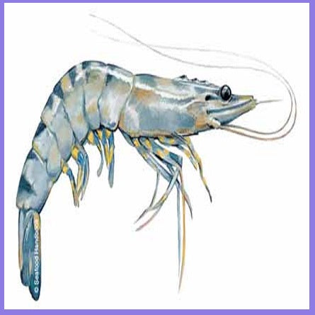 tiger prawns, buy your meats at Doof