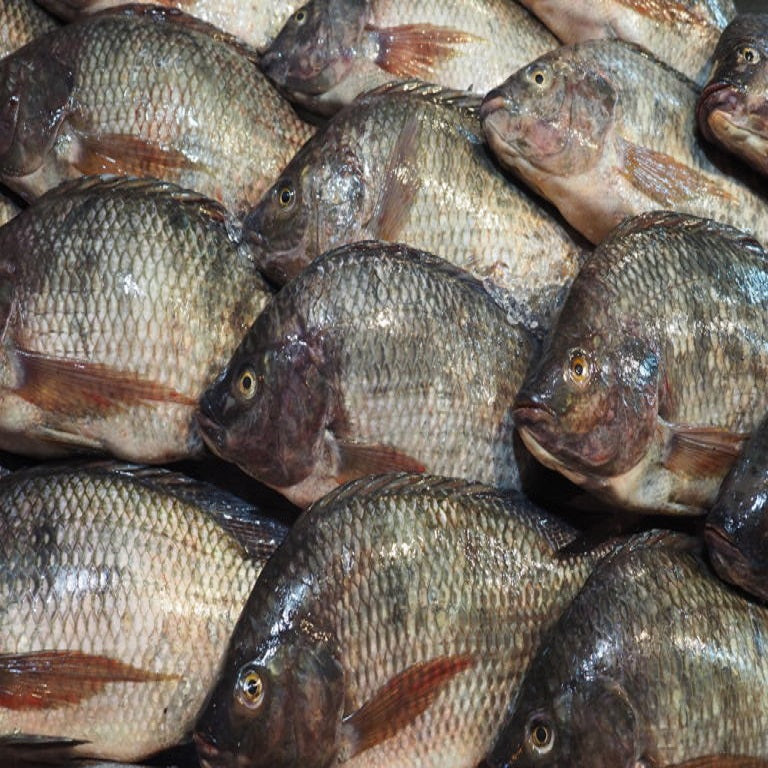 fresh Tilapia, Jalebi fishes, available at Doof, India