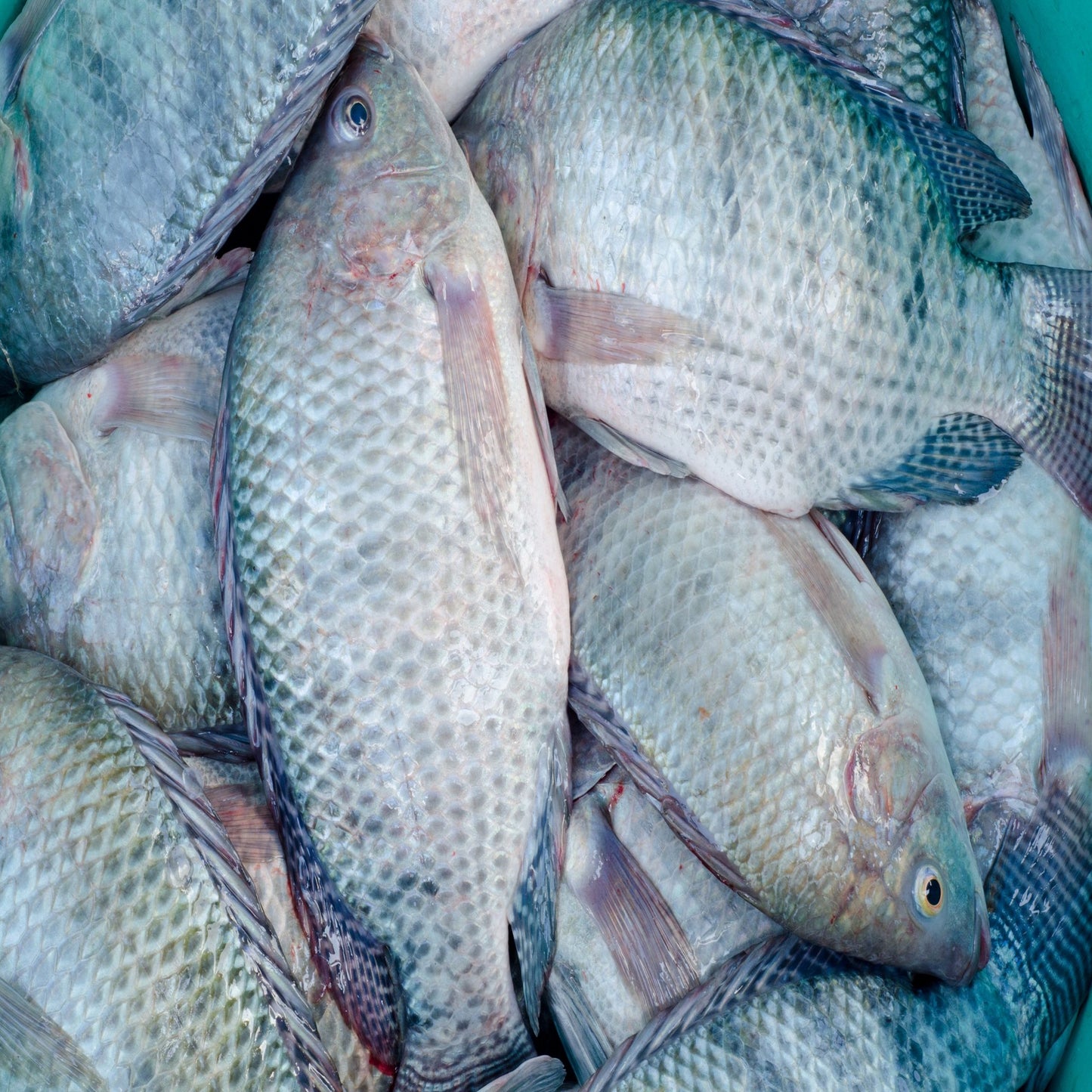 Freshwater tilapia, sold by Doof, and home delivered with care.