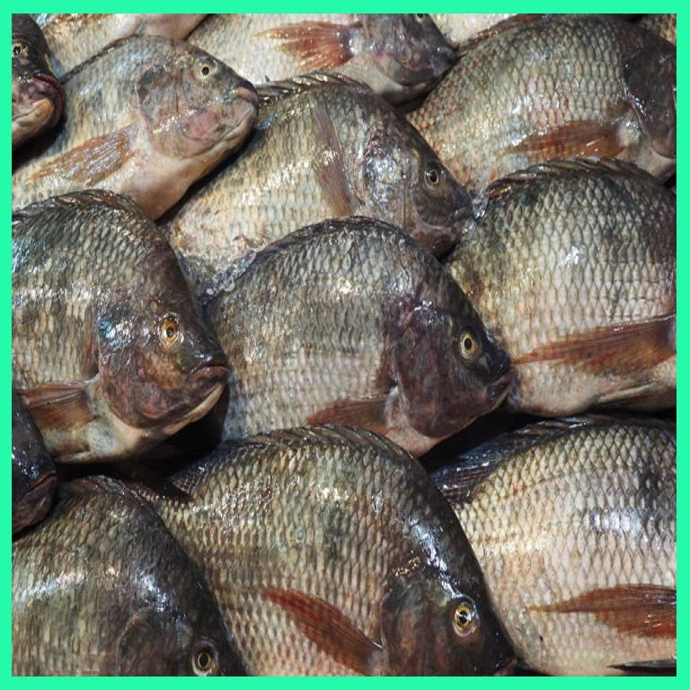fresh tilapia fish, order from Doof India. Food means Doof.