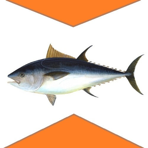 tuna fish, order fresh clean meats from Doof